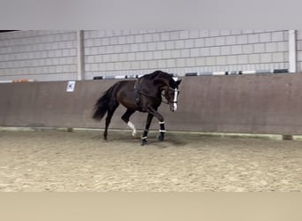 Duits rijpaard, Merrie, 5 Jaar, 173 cm, Donkere-vos