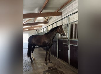 Duits rijpaard, Merrie, 5 Jaar, 173 cm, Donkere-vos