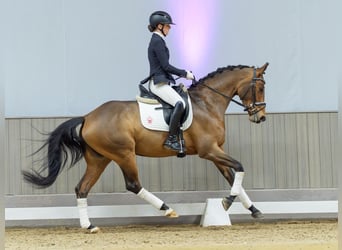 Duits rijpaard, Merrie, 5 Jaar