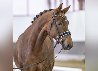 Duits rijpaard, Merrie, 5 Jaar, Vos