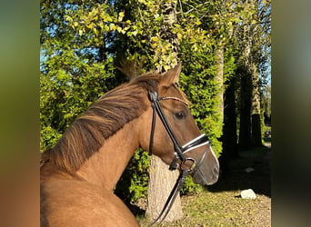 Duits rijpaard, Merrie, 6 Jaar, 147 cm, Vos