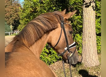 Duits rijpaard, Merrie, 6 Jaar, 147 cm, Vos