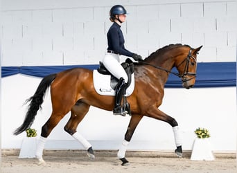 Duits rijpaard, Merrie, 6 Jaar, 162 cm, Bruin