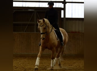 Duits rijpaard, Merrie, 6 Jaar, 163 cm, Palomino