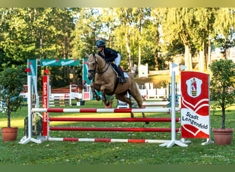 Duits rijpaard, Merrie, 6 Jaar, 163 cm, Palomino