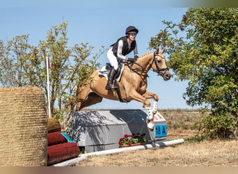 Duits rijpaard, Merrie, 6 Jaar, 163 cm, Palomino