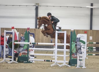 Duits rijpaard, Merrie, 6 Jaar, 163 cm, Vos