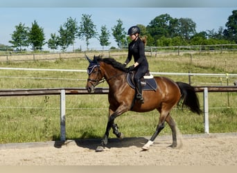 Duits rijpaard, Merrie, 6 Jaar, 164 cm, Bruin