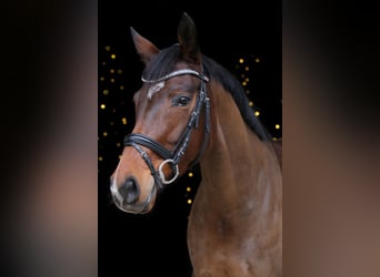 Duits rijpaard, Merrie, 6 Jaar, 164 cm, Bruin