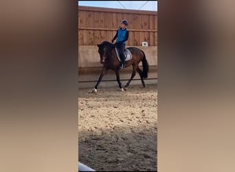 Duits rijpaard, Merrie, 6 Jaar, 164 cm, Donkerbruin