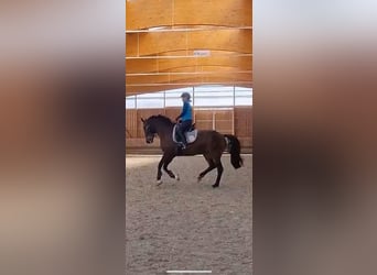 Duits rijpaard, Merrie, 6 Jaar, 164 cm, Donkerbruin