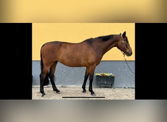 Duits rijpaard, Merrie, 6 Jaar, 164 cm, Donkerbruin