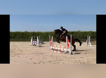 Duits rijpaard, Merrie, 6 Jaar, 164 cm, Donkerbruin