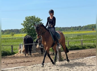 Duits rijpaard, Merrie, 6 Jaar, 164 cm, Donkerbruin