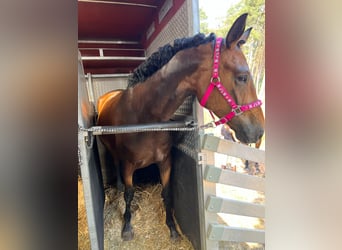 Duits rijpaard, Merrie, 6 Jaar, 164 cm, Donkerbruin