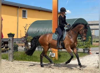 Duits rijpaard, Merrie, 6 Jaar, 164 cm, Donkerbruin