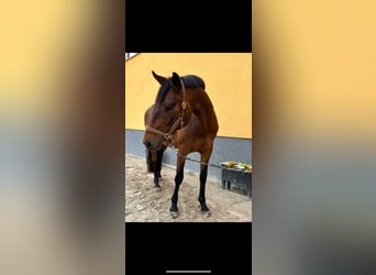 Duits rijpaard, Merrie, 6 Jaar, 164 cm, Donkerbruin