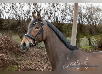 Duits rijpaard, Merrie, 6 Jaar, 165 cm, Bruin