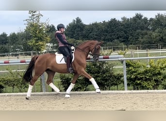 Duits rijpaard, Merrie, 6 Jaar, 165 cm, Donkere-vos