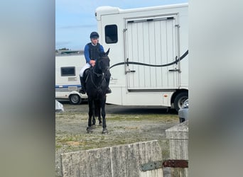 Duits rijpaard, Merrie, 6 Jaar, 166 cm, Zwartbruin