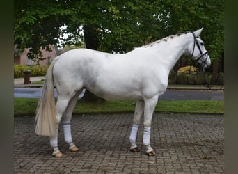 Duits rijpaard, Merrie, 6 Jaar, 169 cm, Gevlekt-paard