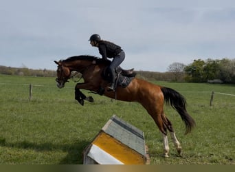 Duits rijpaard, Merrie, 6 Jaar, 170 cm, Bruin