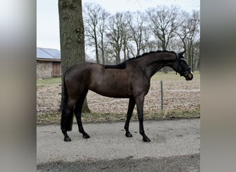 Duits rijpaard, Merrie, 6 Jaar, 170 cm, Donkerbruin