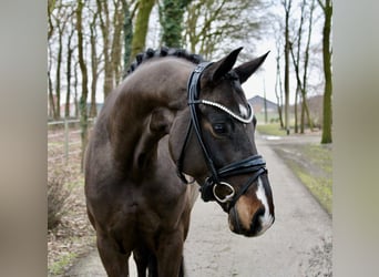 Duits rijpaard, Merrie, 6 Jaar, 170 cm, Donkerbruin
