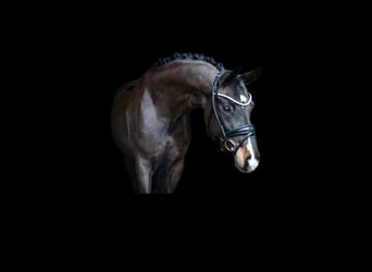 Duits rijpaard, Merrie, 6 Jaar, 170 cm, Donkerbruin