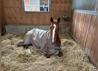 Duits rijpaard, Merrie, 6 Jaar, 170 cm, Vos