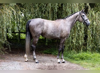 Duits rijpaard, Merrie, 6 Jaar, 172 cm, Schimmel