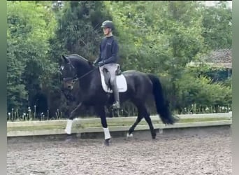 Duits rijpaard, Merrie, 6 Jaar, 173 cm, Zwartbruin