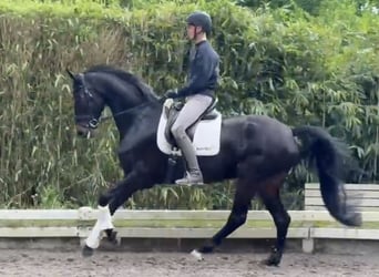 Duits rijpaard, Merrie, 6 Jaar, 173 cm, Zwartbruin