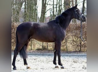 Duits rijpaard Mix, Merrie, 6 Jaar, 175 cm, Bruin
