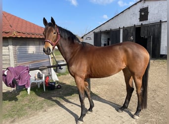 Duits rijpaard, Merrie, 7 Jaar, 157 cm, Bruin