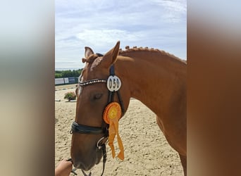 Duits rijpaard, Merrie, 7 Jaar, 157 cm, Vos