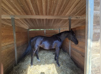 Duits rijpaard, Merrie, 7 Jaar, 160 cm, Zwart