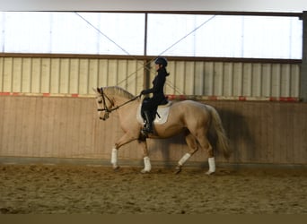Duits rijpaard, Merrie, 7 Jaar, 163 cm, Palomino