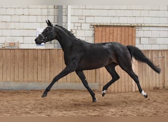 Duits rijpaard, Merrie, 7 Jaar, 163 cm, Zwartbruin