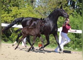 Duits rijpaard, Merrie, 7 Jaar, 163 cm, Zwartbruin