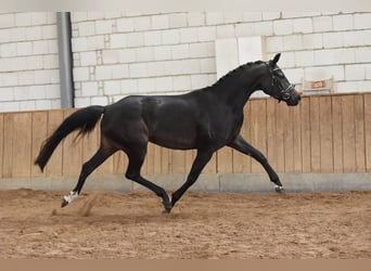 Duits rijpaard, Merrie, 7 Jaar, 163 cm, Zwartbruin