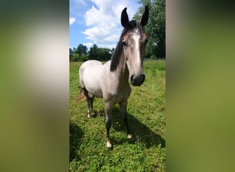 Duits rijpaard, Merrie, 7 Jaar, 164 cm, Vliegenschimmel