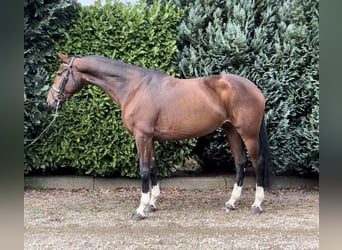 Deutsches Reitpferd, Stute, 7 Jahre, 168 cm, Brauner