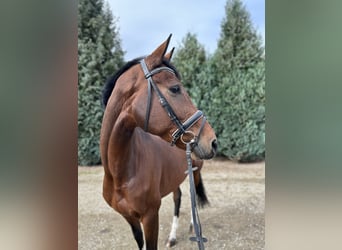 Duits rijpaard, Merrie, 7 Jaar, 168 cm, Bruin