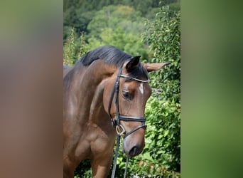 Duits rijpaard, Merrie, 7 Jaar, 175 cm, Donkerbruin