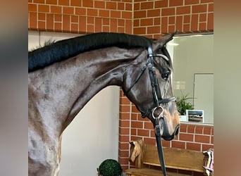 Duits rijpaard, Merrie, 7 Jaar, 178 cm, Bruin