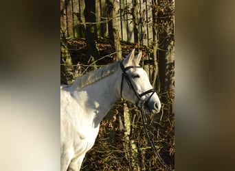 Duits rijpaard, Merrie, 8 Jaar, 147 cm, Schimmel