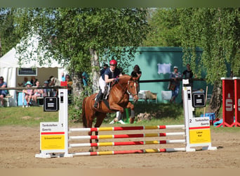 Duits rijpaard, Merrie, 8 Jaar, 157 cm, Vos