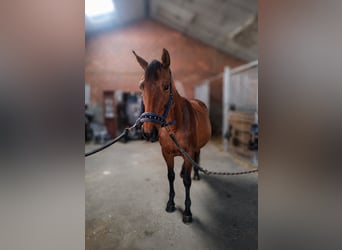 Duits rijpaard, Merrie, 8 Jaar, 168 cm, Bruin