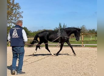 Duits rijpaard, Merrie, 8 Jaar, 168 cm, Zwart